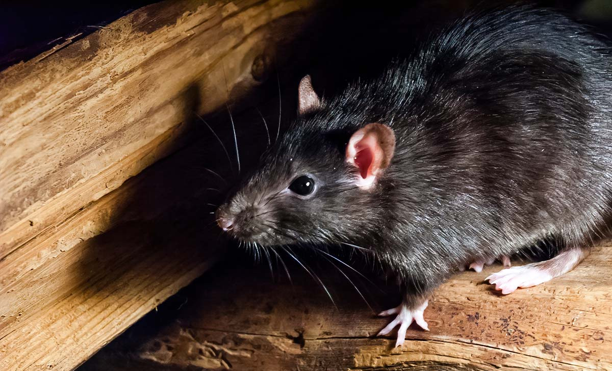 Dedetização de Ratos em Sumaré - SP | Desratização SP