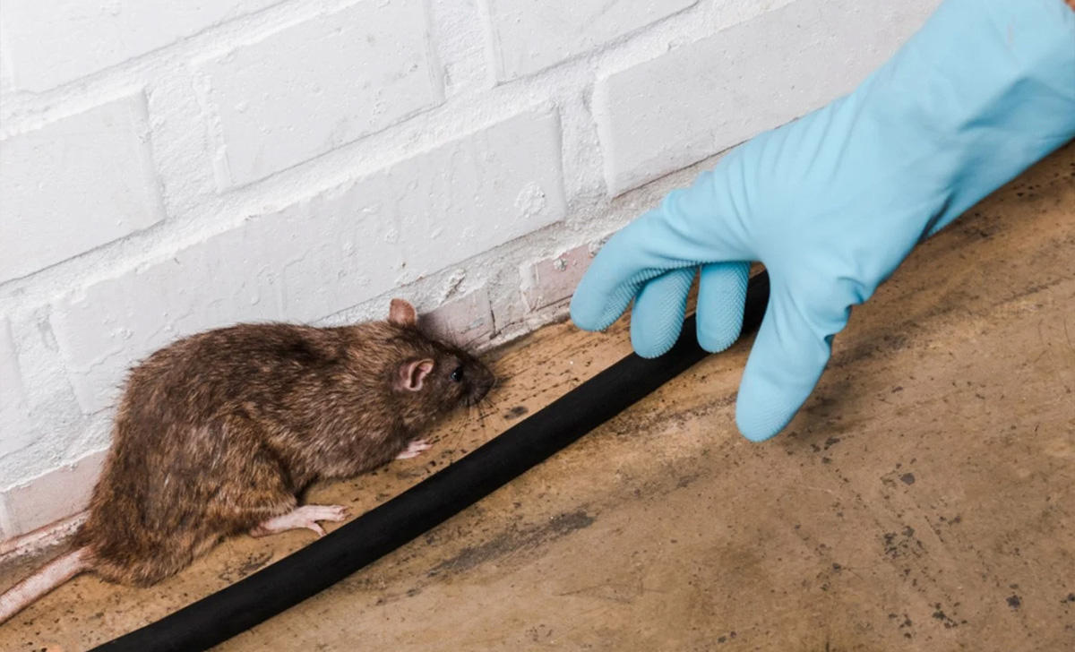 Dedetização de Ratos em Itu - SP | Desratização SP