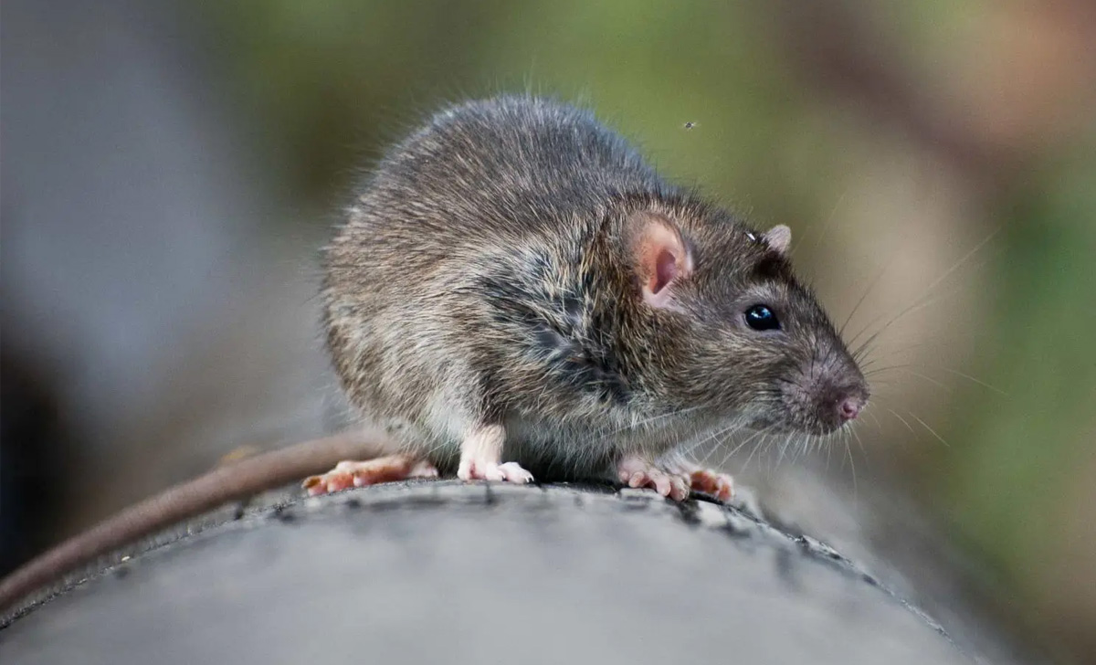 Dedetização de Ratos em Mairinque - SP | Desratização SP
