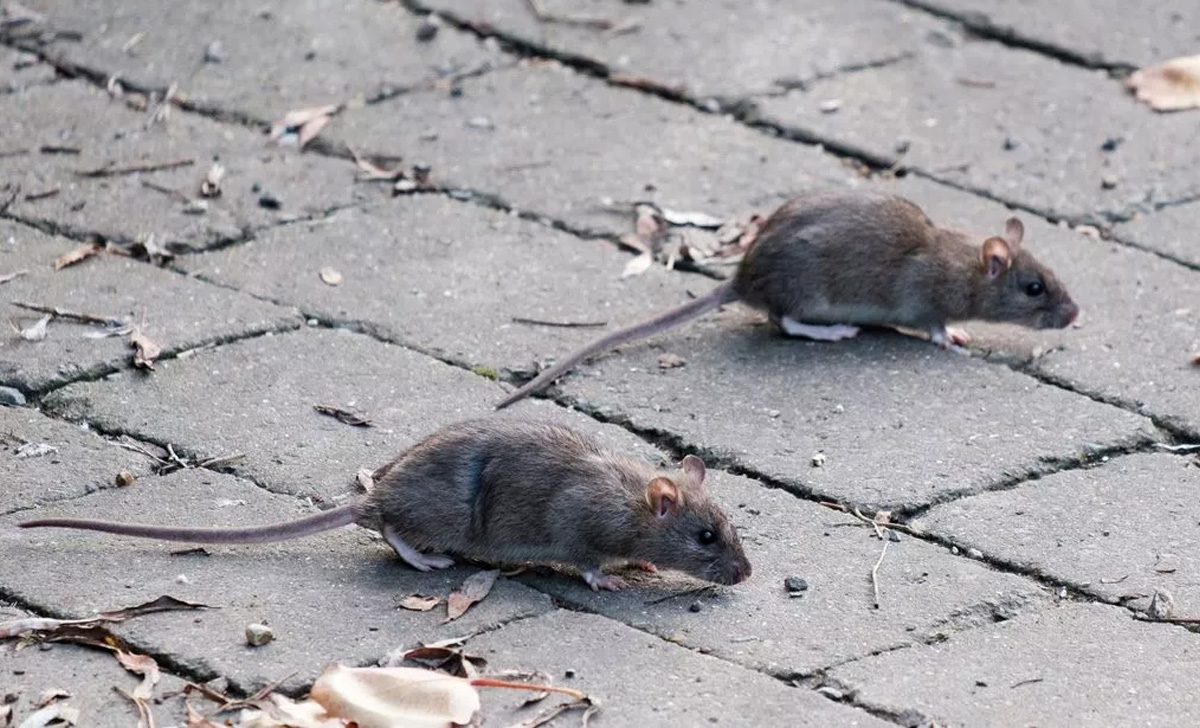 Dedetização de Ratos em Várzea Paulista - SP | Desratização SP