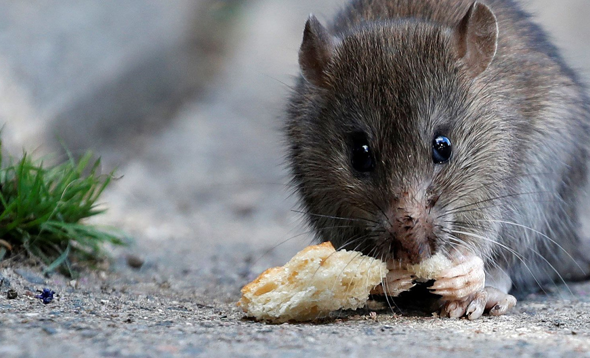 Dedetização de Ratos em São Roque - SP | Desratização SP