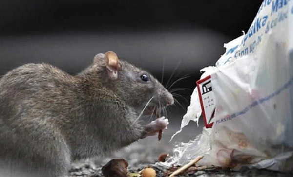 Dedetizadora de Ratos em Sumaré - SP Dedetizadora de Ratos em Sumaré - SP