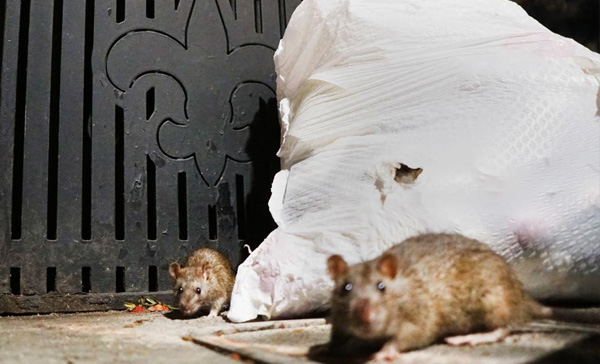 Dedetizadora de Ratos em Sumaré - SP Dedetizadora de Ratos em Sumaré - SP