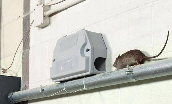 Dedetizadora de Ratos em Bertioga - SP Dedetizadora de Ratos em Bertioga - SP