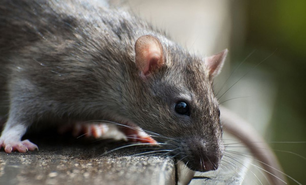 Dedetizadora de Ratos em São Vicente - SP 