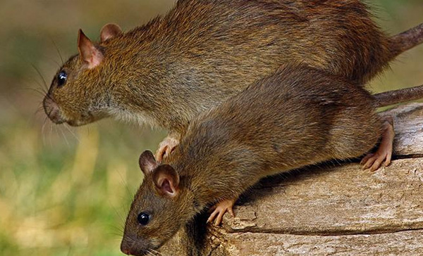 Dedetizadora de Ratos em Cesário Lange - SP Dedetizadora de Ratos em Cesário Lange - SP