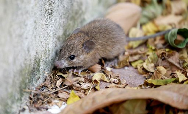 Dedetizadora de Ratos em São Vicente - SP 