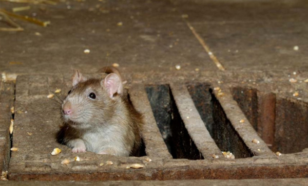Dedetizadora de Ratos em Cabreúva - SP 