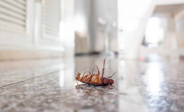Dedetização de Baratas em Santo André - SP 
