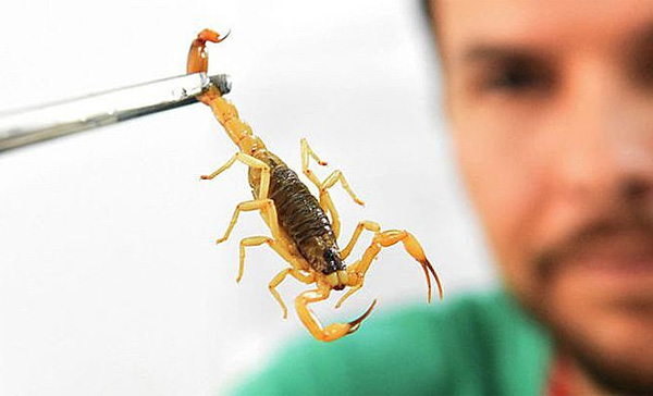 Dedetizadora de Escorpião em Santa Isabel - SP Dedetizadora de Escorpião em Santa Isabel - SP