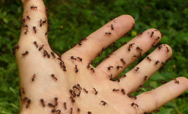 Serviço de Dedetização de Formigas em São Bernardo do Campo - SP Serviço de Dedetização de Formigas em São Bernardo do Campo - SP