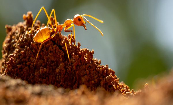 Dedetização de Formigas em São Roque - SP 