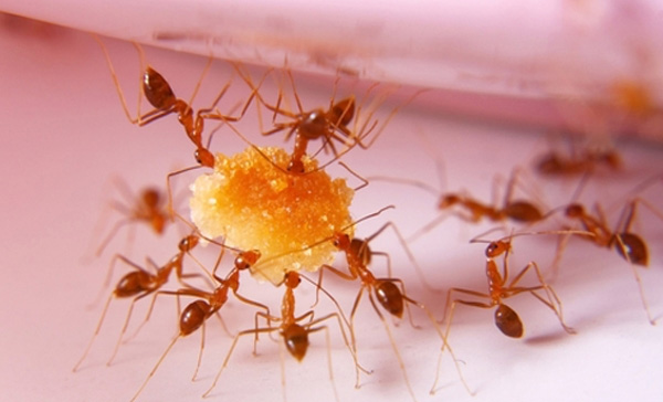 Dedetização de Formigas em Salto - SP Dedetização de Formigas em Salto - SP