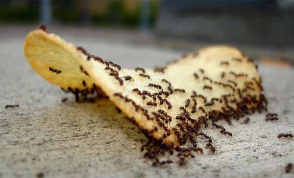 Serviço de Dedetização de Formigas em Peruíbe - SP 